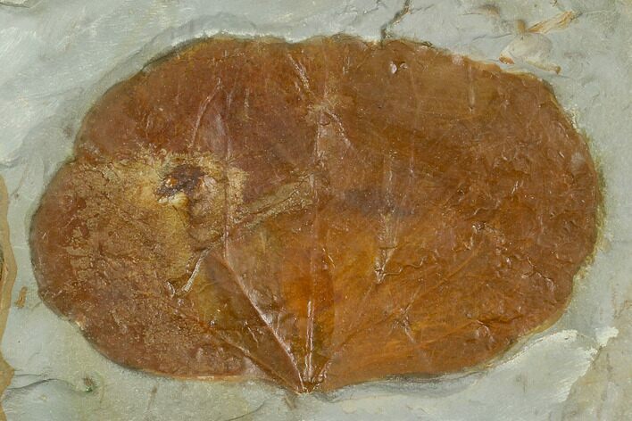 Fossil Leaf (Zizyphoides) - Montana #120773